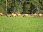 Watch the neighborhood Elk Herd from your back deck